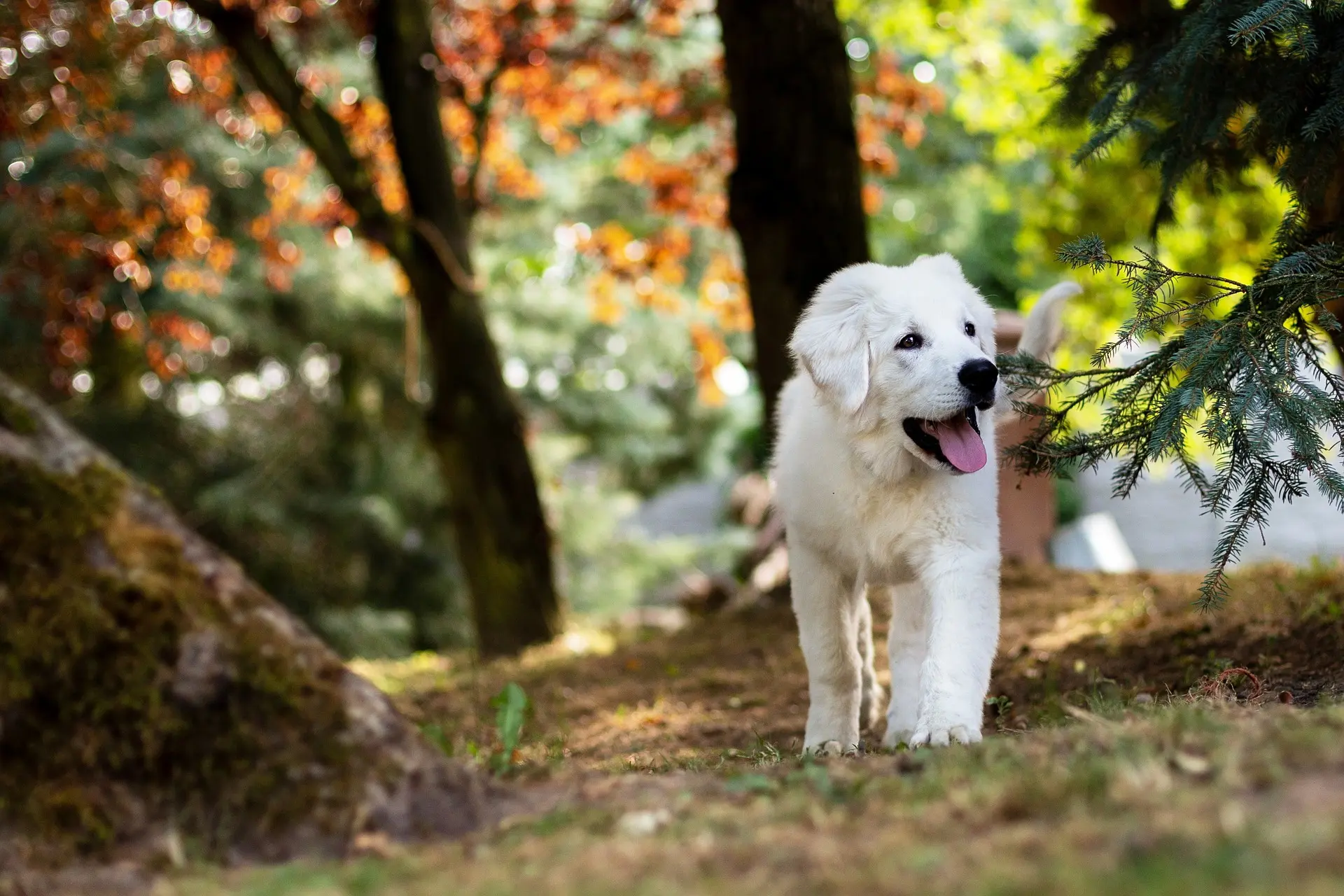 Do Dogs Enjoy Obeying Commands